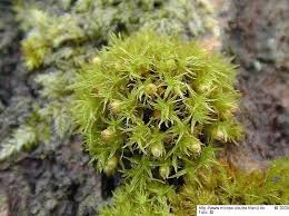 Attēlu rezultāti vaicājumam “Orthotrichum patens”