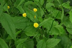 Attēlu rezultāti vaicājumam “Lapsana communis flower”