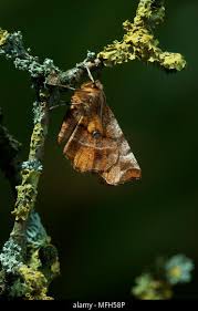 Attēlu rezultāti vaicājumam “Selenia dentaria imago”