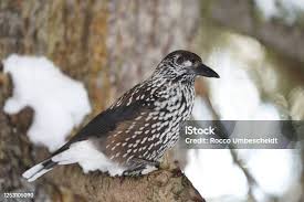 Image result for Nucifraga caryocatactes