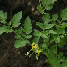 Attēlu rezultāti vaicājumam “Lycopersicon esculentum”