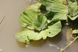 Attēlu rezultāti vaicājumam “Pistia stratiotes leaf”