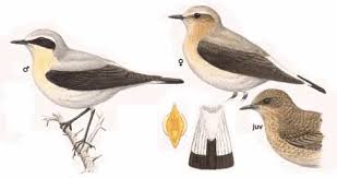 Attēlu rezultāti vaicājumam “Oenanthe oenanthe”