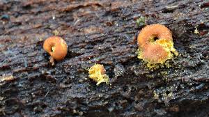 Attēlu rezultāti vaicājumam “Ophiotheca chrysosperma macro”