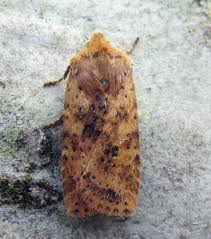 Attēlu rezultāti vaicājumam “Conistra rubiginea”