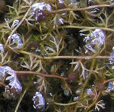 Attēlu rezultāti vaicājumam “Utricularia minor leaf”