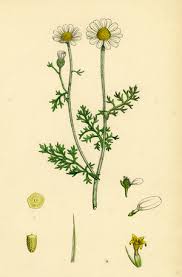 Attēlu rezultāti vaicājumam “Callitriche verna flower”