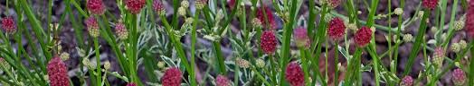 Image result for Sanguisorba officinalis
