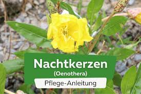 Image result for Nachtkerze