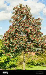 Attēlu rezultāti vaicājumam “Sorbus hybrida”