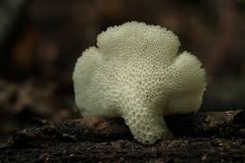 Attēlu rezultāti vaicājumam “Polyporus tuberaster”