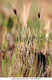 Attēlu rezultāti vaicājumam “Schoenus ferrugineus flower”