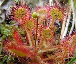Attēlu rezultāti vaicājumam “Drosera rotundifolia fruit”