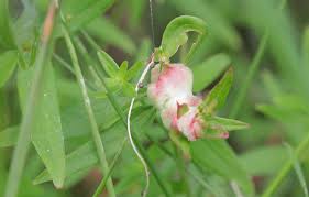 Attēlu rezultāti vaicājumam “Geocrypta galii”