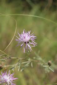 Attēlu rezultāti vaicājumam “Centaurea stoebe”