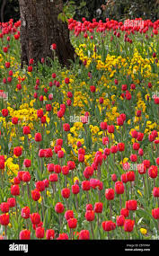 Attēlu rezultāti vaicājumam “Tulipa gesneriana flower”