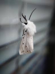 Attēlu rezultāti vaicājumam “Spilosoma lubricipeda”