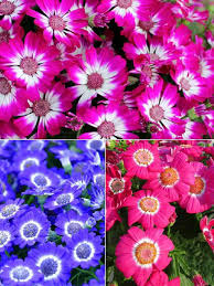Image result for Cineraria maritima