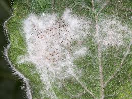 Attēlu rezultāti vaicājumam “Erysiphe galeopsidis”