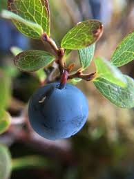 Attēlu rezultāti vaicājumam “Vaccinium uliginosum fruit”