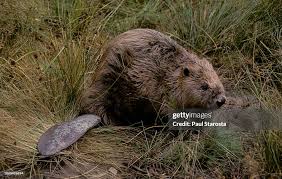 Image result for Castor fiber