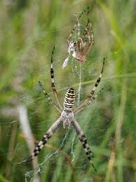 Attēlu rezultāti vaicājumam “Argiope bruennichi”