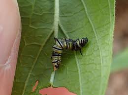 Image result for monarch caterpillar