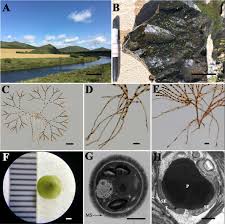 Attēlu rezultāti vaicājumam “Chaetophora pisiformis”