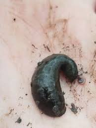 Attēlu rezultāti vaicājumam “Haemopis sanguisuga”