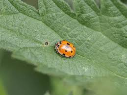 Attēlu rezultāti vaicājumam “Adalia decempunctata”