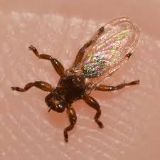 Attēlu rezultāti vaicājumam “Lipoptena cervi”