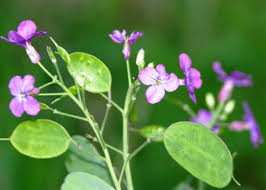 Attēlu rezultāti vaicājumam “Lunaria annua leaf”