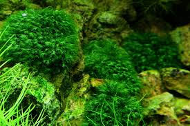 Attēlu rezultāti vaicājumam “Fissidens”