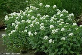 Attēlu rezultāti vaicājumam “Cardamine amara”