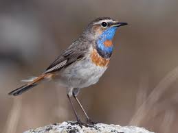 Attēlu rezultāti vaicājumam “Luscinia svecica”