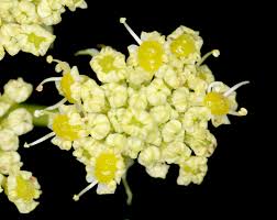 Attēlu rezultāti vaicājumam “Levisticum officinale flower”