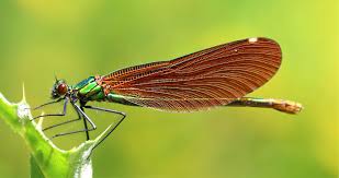 Attēlu rezultāti vaicājumam “Calopteryx virgo female”