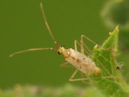 Attēlu rezultāti vaicājumam “Dicyphus sp.”