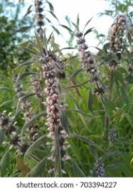 Attēlu rezultāti vaicājumam “Leonurus quinquelobatus flower”