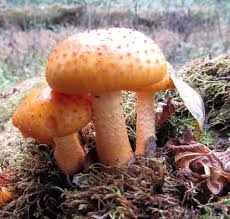 Attēlu rezultāti vaicājumam “Pholiota squarrosoides”