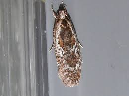 Attēlu rezultāti vaicājumam “Agonopterix hypericella”