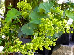 Image result for Alchemilla mollis