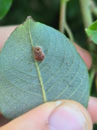 Attēlu rezultāti vaicājumam “Euura pedunculi”