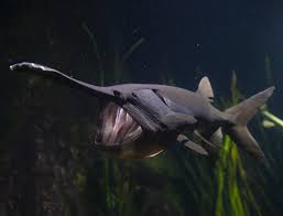 Image result for Polyodon spathula