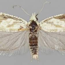 Attēlu rezultāti vaicājumam “Thiodia citrana”