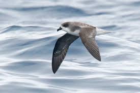 Image result for Pterodroma feae