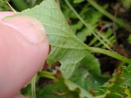 Attēlu rezultāti vaicājumam “Viola hirta leaf”