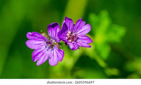 Attēlu rezultāti vaicājumam “Geranium molle flower”