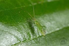 Attēlu rezultāti vaicājumam “Blepharidopterus angulatus”