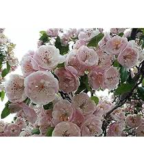 Attēlu rezultāti vaicājumam “Crataegus macracantha flower”